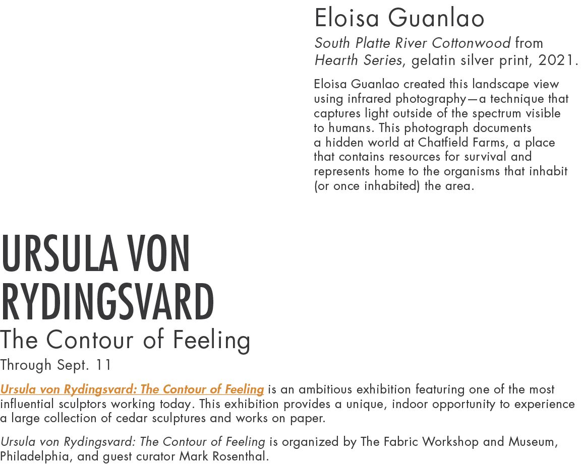 Eloisa Guanlao South Platte River Cottonwood from Hearth Series, gelatin silver print, 2021  Eloisa Guanlao created t   