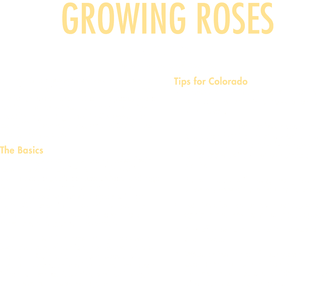 Growing Roses in Colorado By Julia Pearson, Horticulturist Summer is the season for roses and growing them isn t as d   