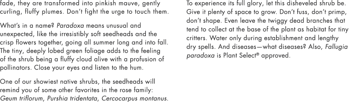fade, they are transformed into pinkish mauve, gently curling, fluffy plumes. Don’t fight the urge to touch them. Wha...