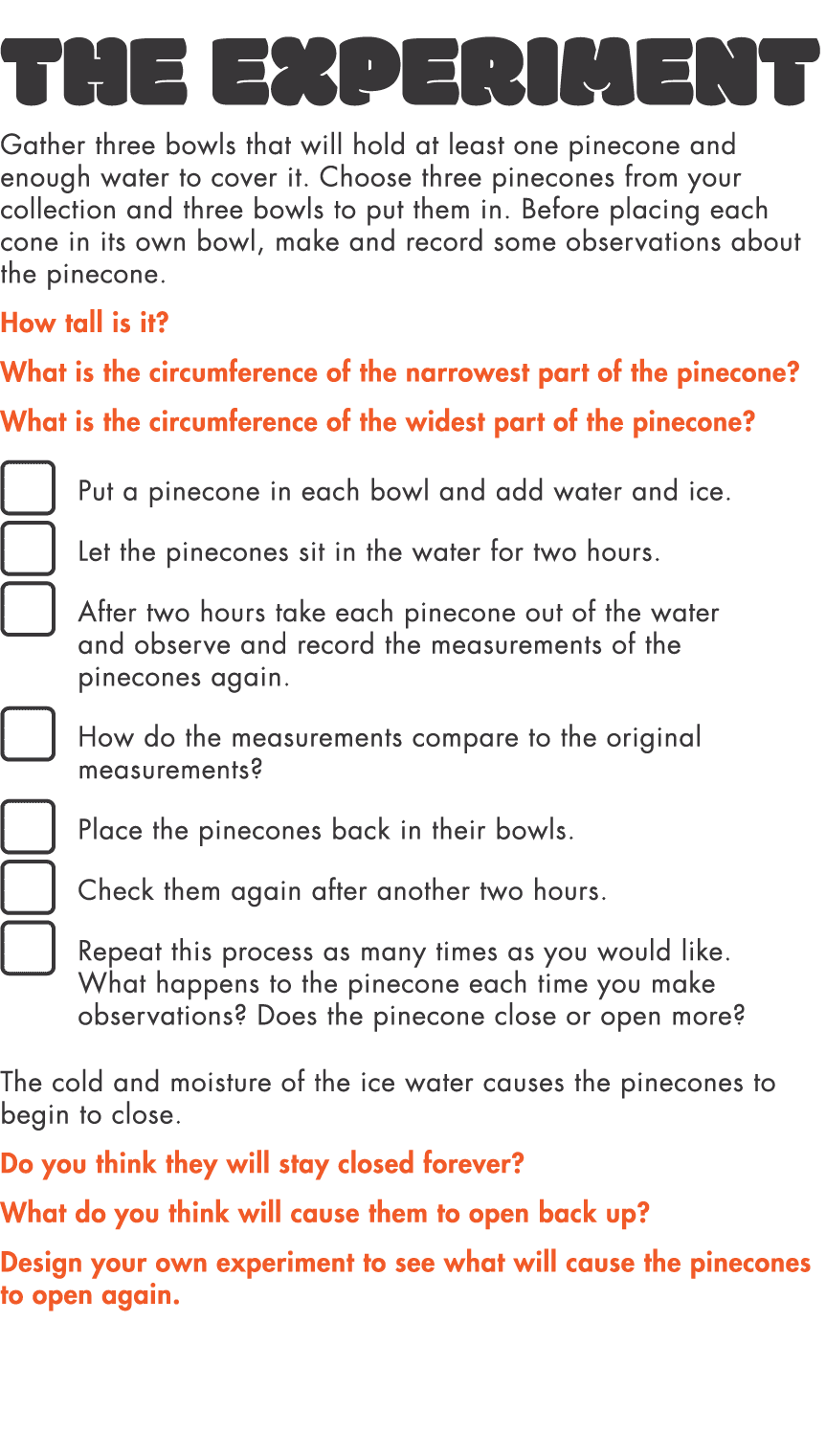The Experiment Gather three bowls that will hold at least one pinecone and enough water to cover it  Choose three pin   