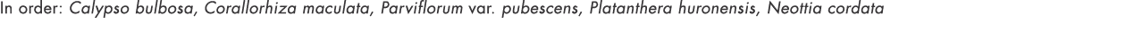 In order: Calypso bulbosa, Corallorhiza maculata, Parviflorum var  pubescens, Platanthera huronensis, Neottia cordata
