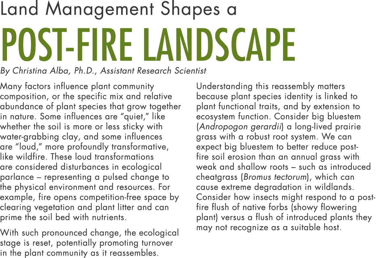 Land Management Shapes a Post-fire Landscape By Christina Alba, Ph D , Assistant Research Scientist Many factors infl   