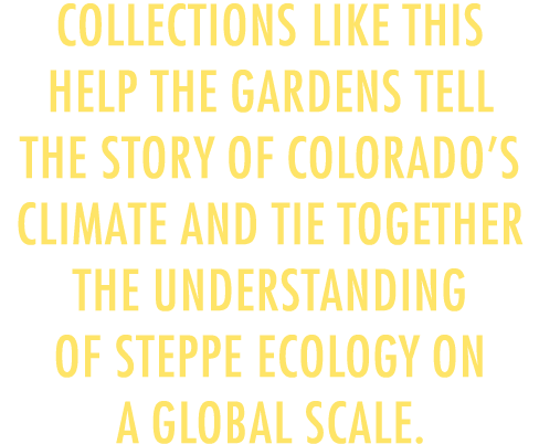 Collections like this help the Gardens tell the story of Colorado s climate and tie together the understanding of ste   