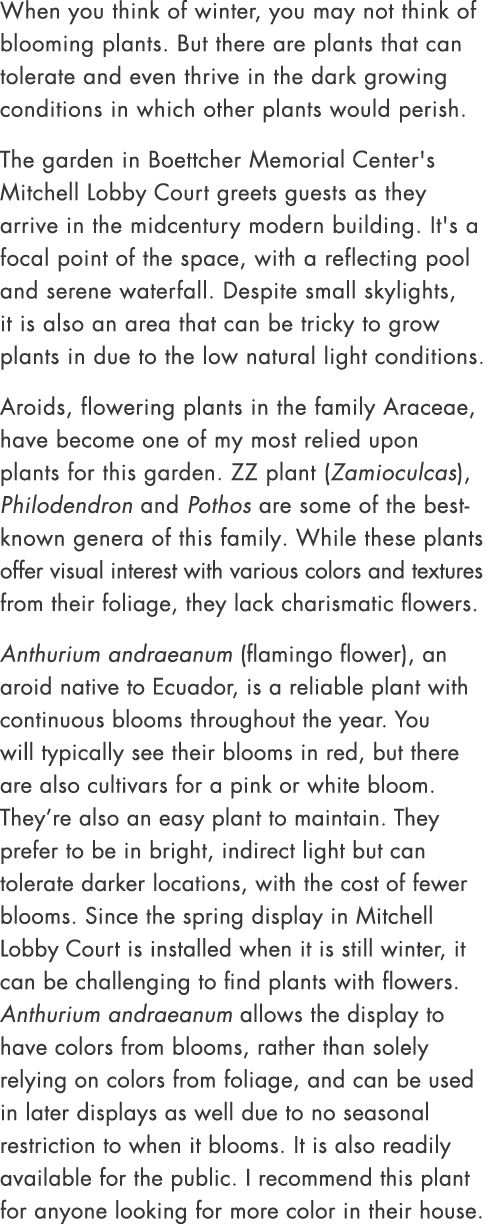 When you think of winter, you may not think of blooming plants. But there are plants that can tolerate and even thriv...