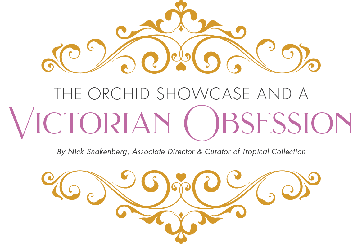 The Orchid Showcase and a Victorian Obsession By Nick Snakenberg, Associate Director & Curator of Tropical Collectio