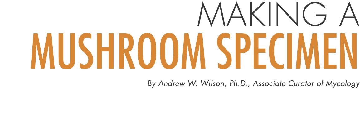 Making a Mushroom Specimen By Andrew W. Wilson, Ph.D., Associate Curator of Mycology