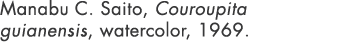 Manabu C. Saito, Couroupita guianensis, watercolor, 1969. 