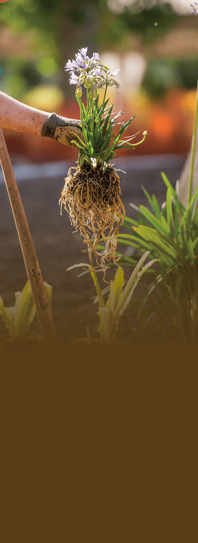 steppe garden 1st planting volunteers