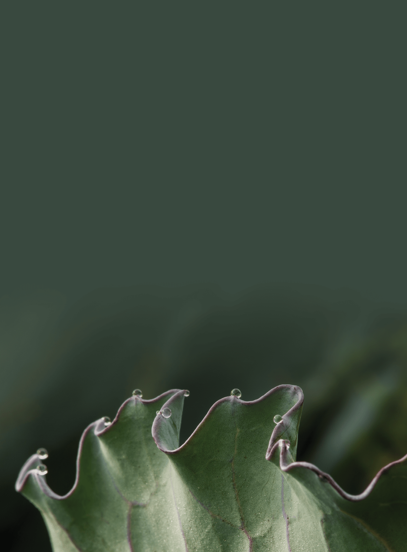 chatfield farms UFI growing and lavender garden vegetables for exhibits very hi res