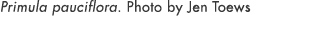 Primula pauciflora. Photo by Jen Toews