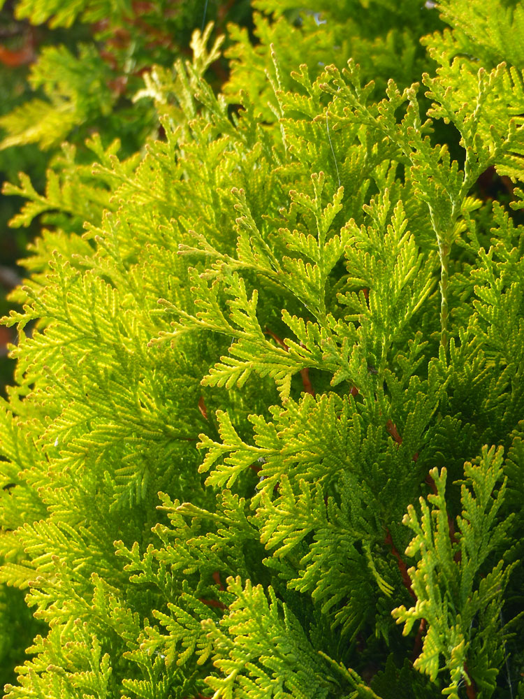 Monthly Self-Guided Walking Tour | Denver Botanic Gardens