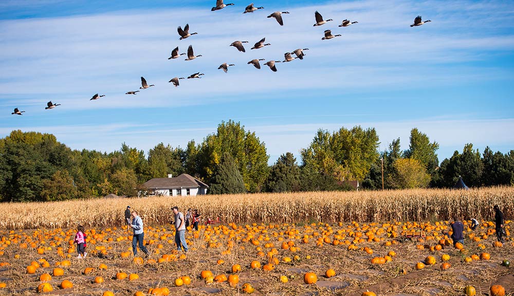 Pumpkin Festival Denver Botanic Gardens