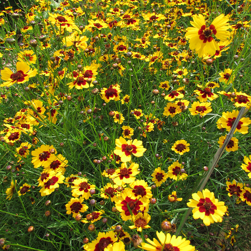 Annual wildflowers for the naturalistic landscape? Yes, please ...