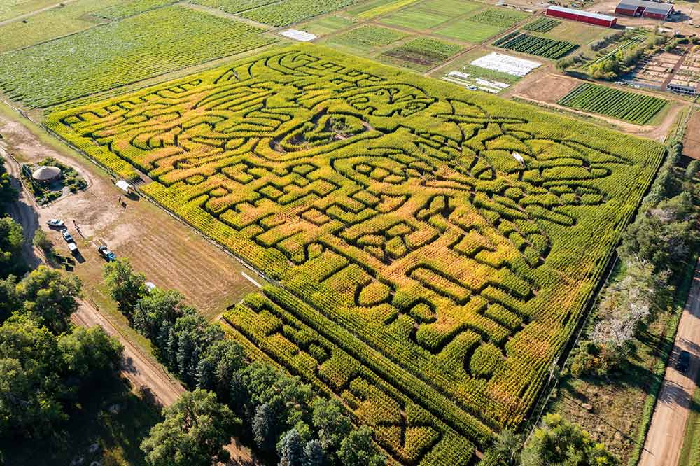 Corn Maze Denver Botanic Gardens