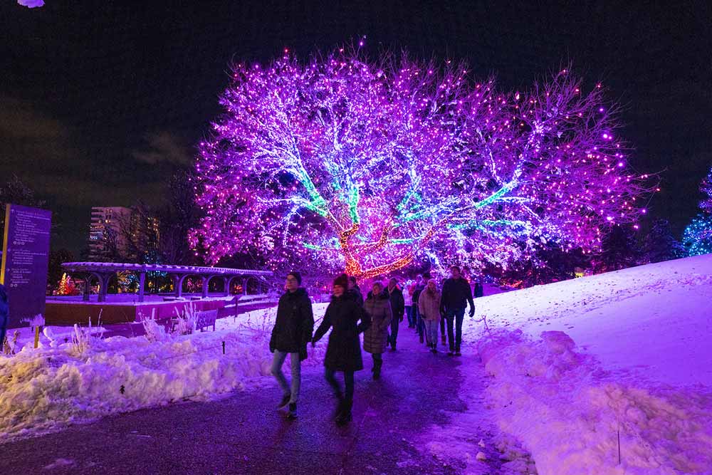 Blossoms of Light | Denver Botanic Gardens