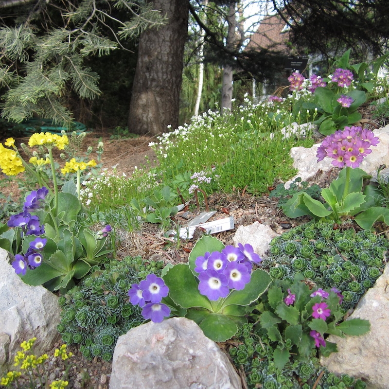 Crevice garden with Primula and Saxifraga