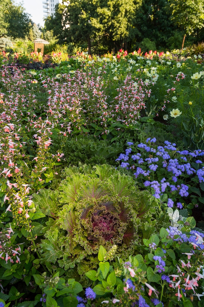 A Showcase Of All America Selections Winners Denver Botanic Gardens 4271