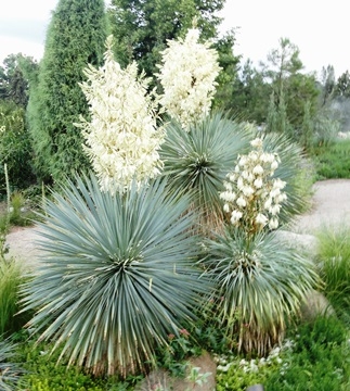 Yuccalicious! Succulent delights at Denver Botanic Gardens' Yuccarama ...