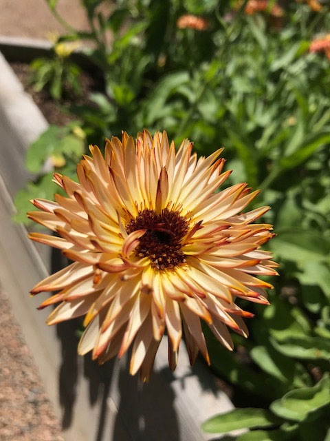 Calendula (Calendula officinalis) 