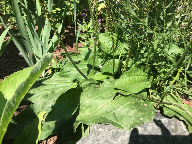 Plantain (Plantago major) 