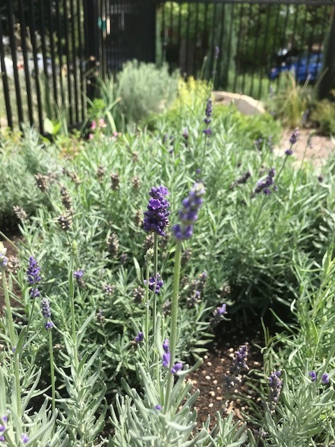 English Lavender (Lavandula angustifolia “Vera”) 