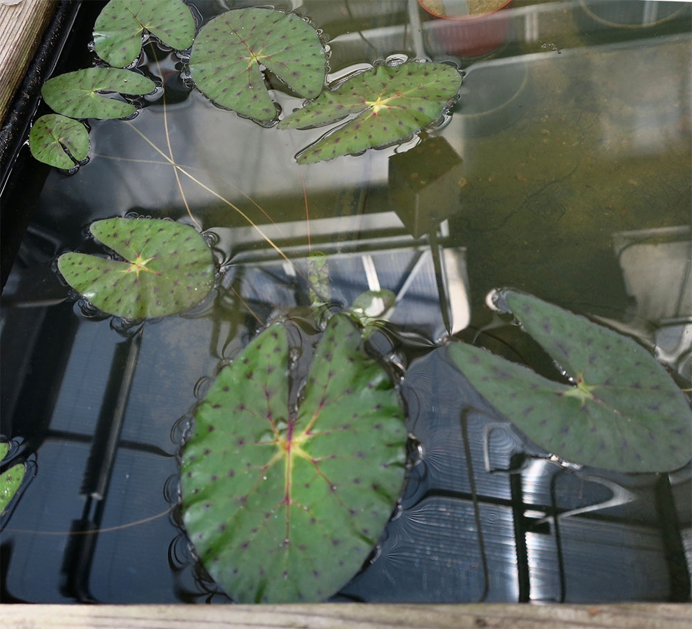 Gorgon Plant Euryale ferox