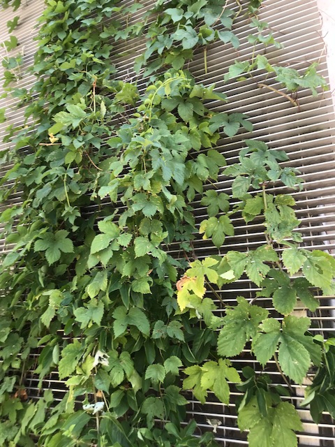 Hops (Humulus lupulus) 