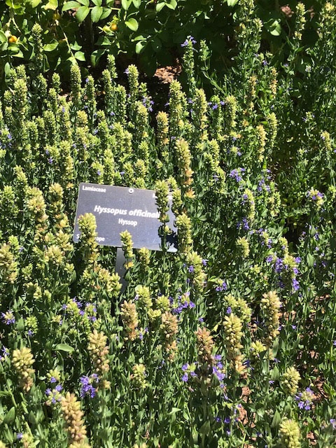 Hyssop (Hyssopus officinalis)
