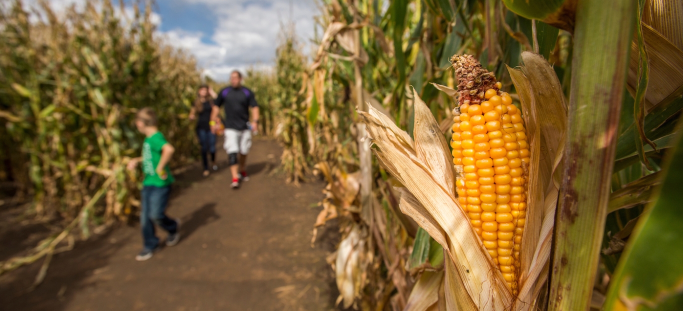 Corn Maze Denver Botanic Gardens