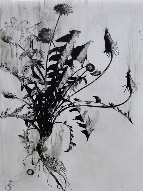 ink and charcoal drawing of a plant