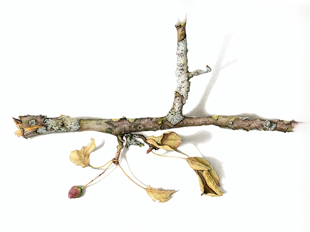 Illustration of branch