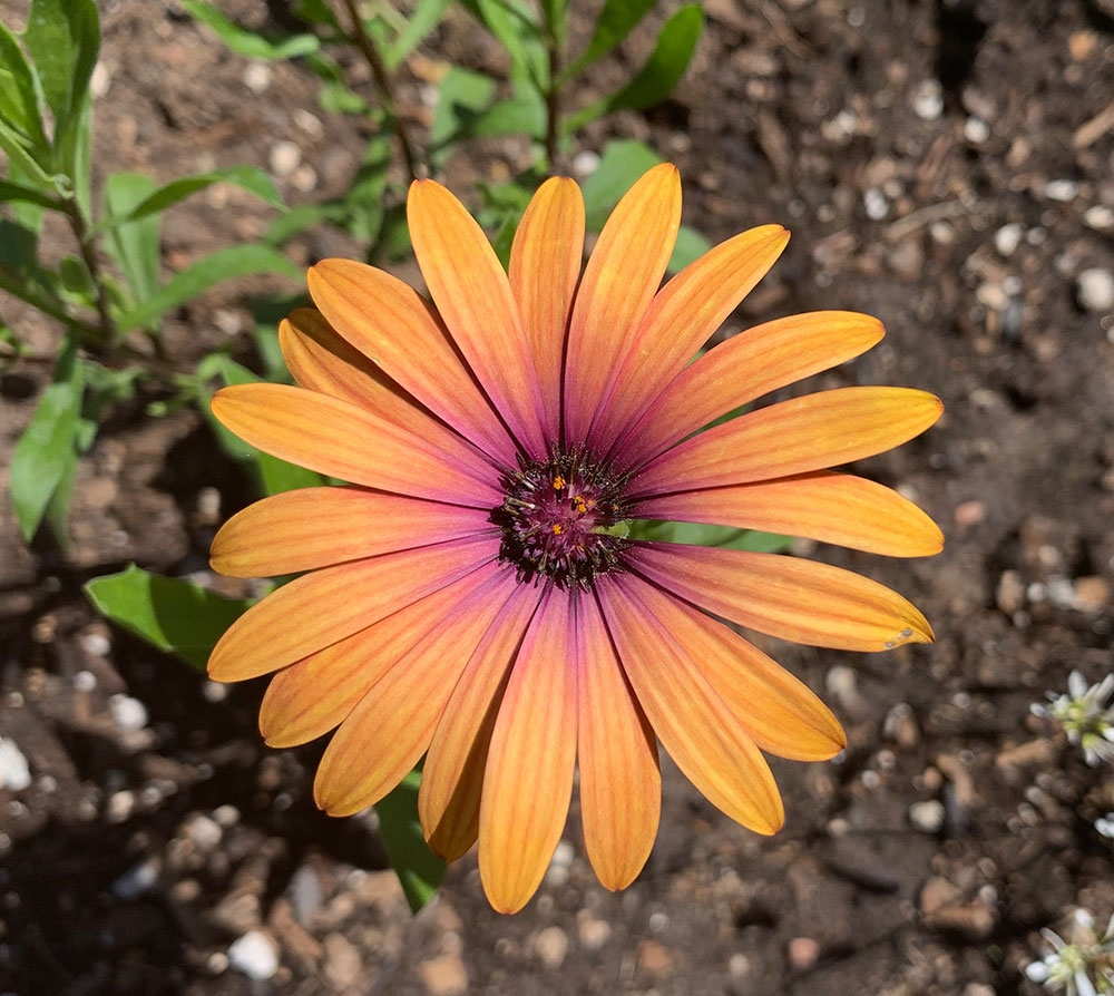 1-osteospermum.jpg