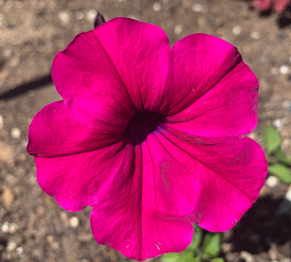 5-petunia.jpg