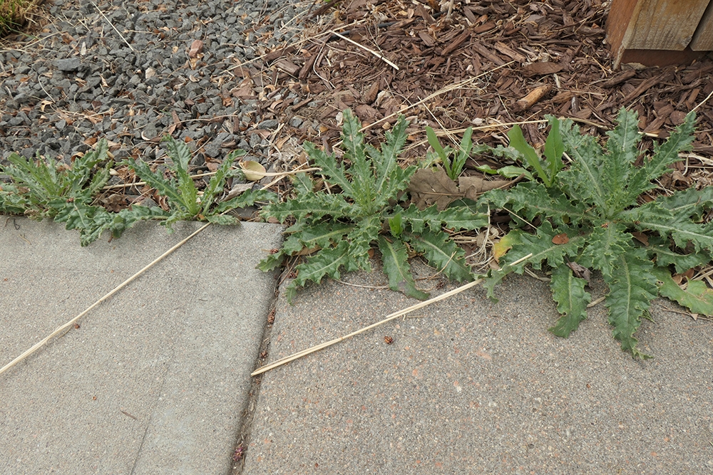 Canada thistle rosettes