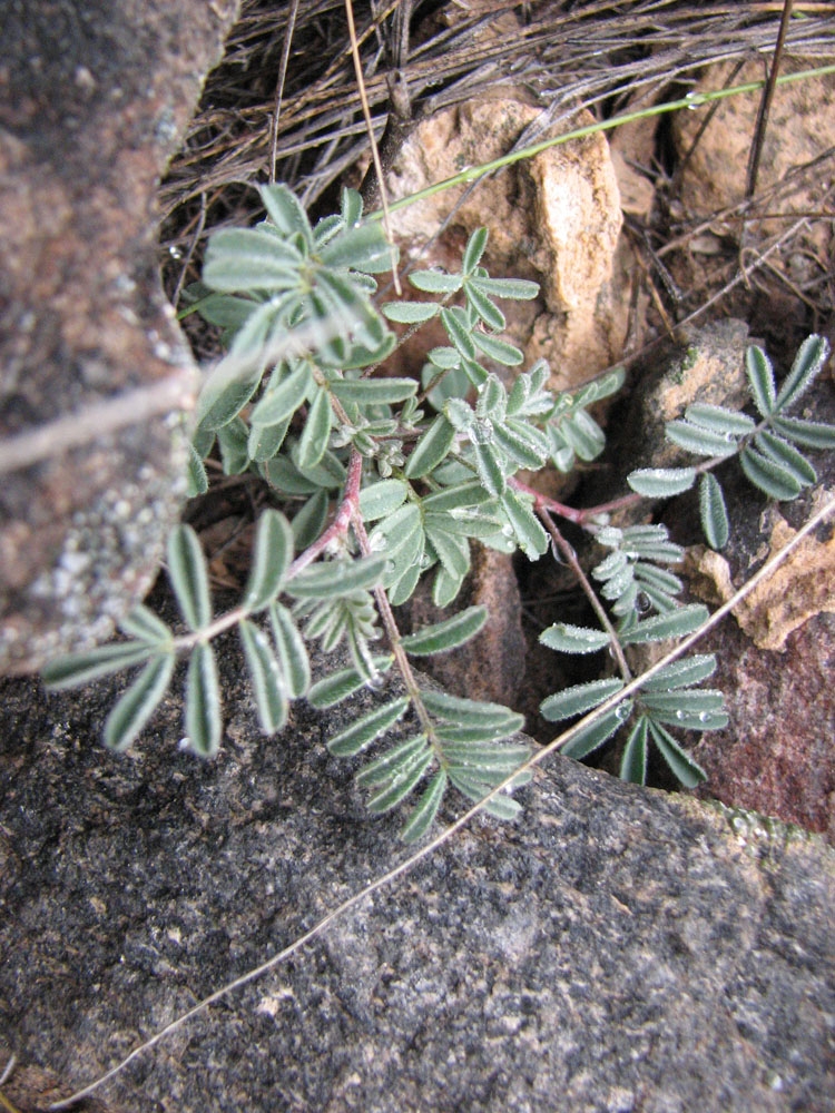 astragalus microcymbus