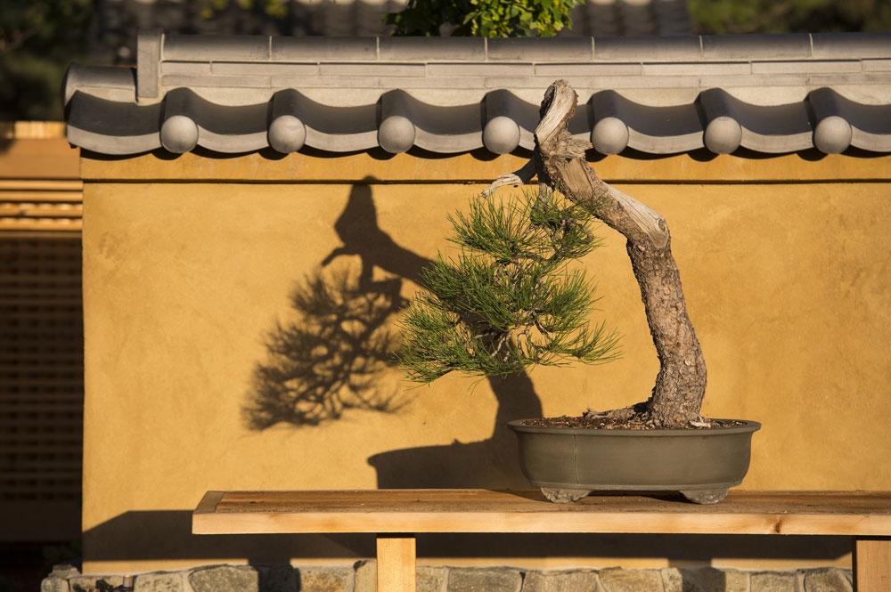bonsai-pavilion_2_0_0.jpg