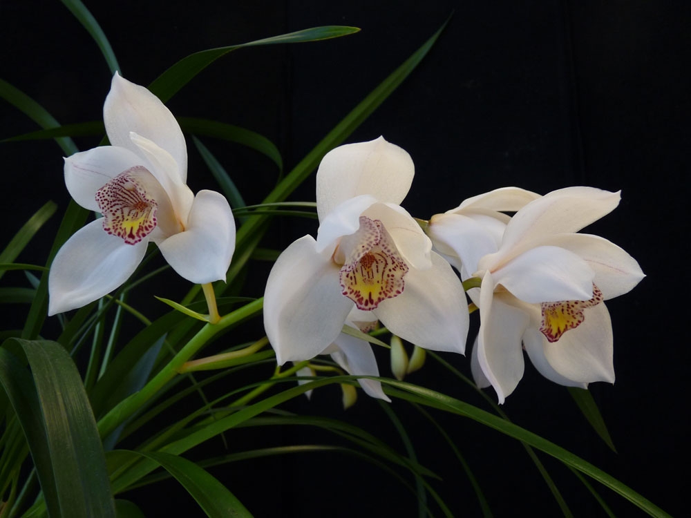 cymbidium erythrostylum