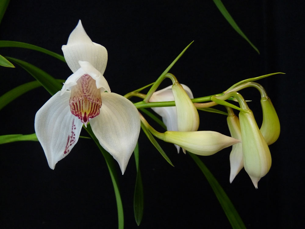 cymbidium erythrostylum