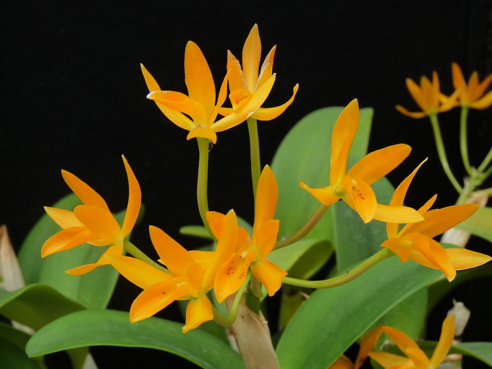 guarianthe aurantiaca kumquat