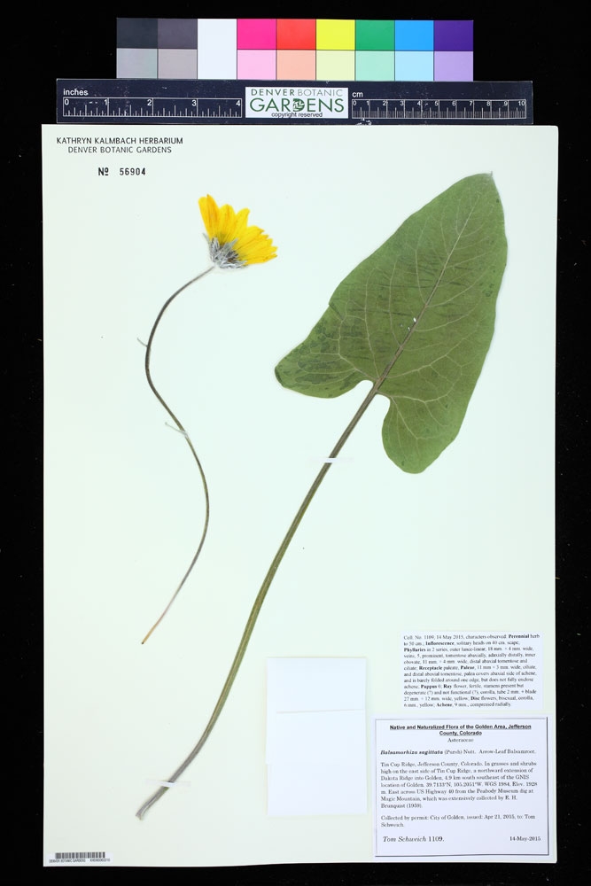 plant document