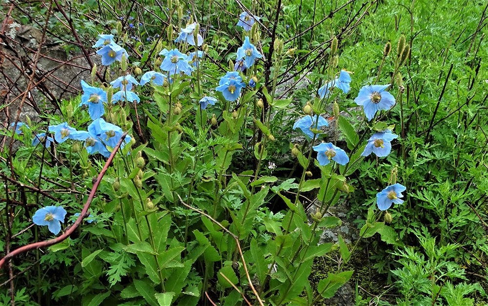 himalayan-blue-poppy-serkhyem-la_gallery.jpg