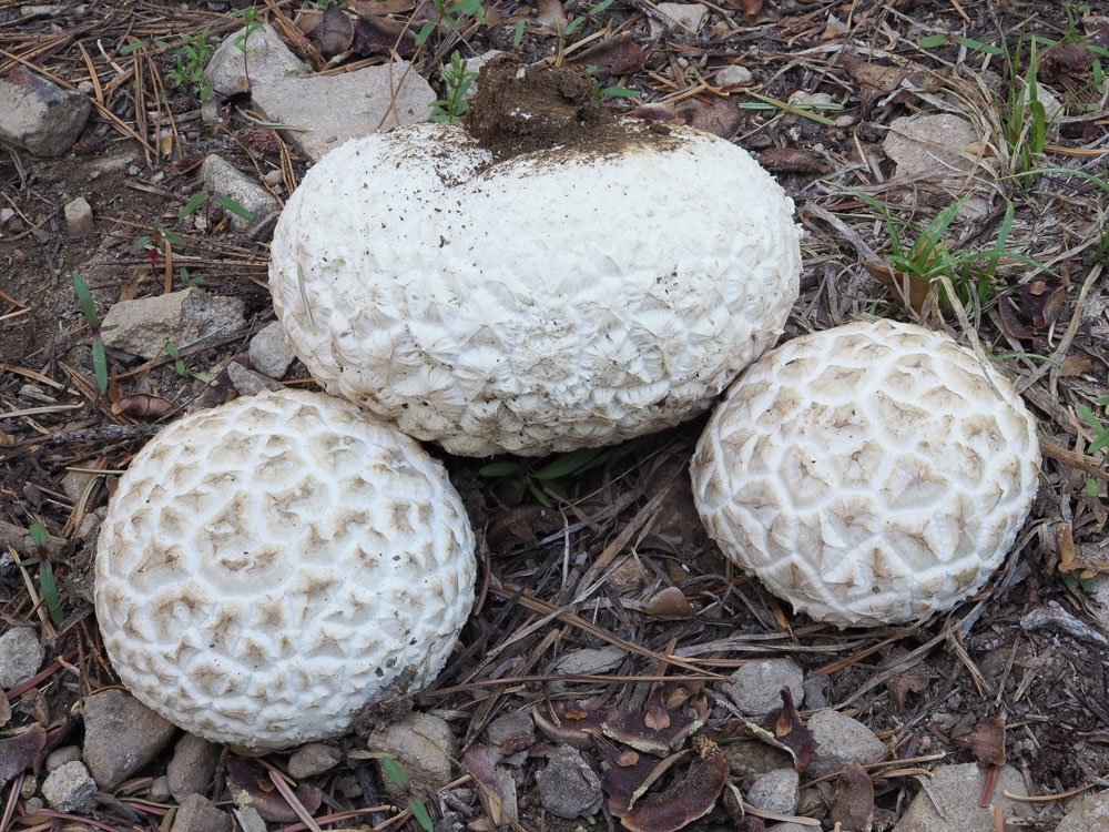 calbovista subsculpta