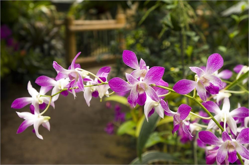 closeup of purple flowers