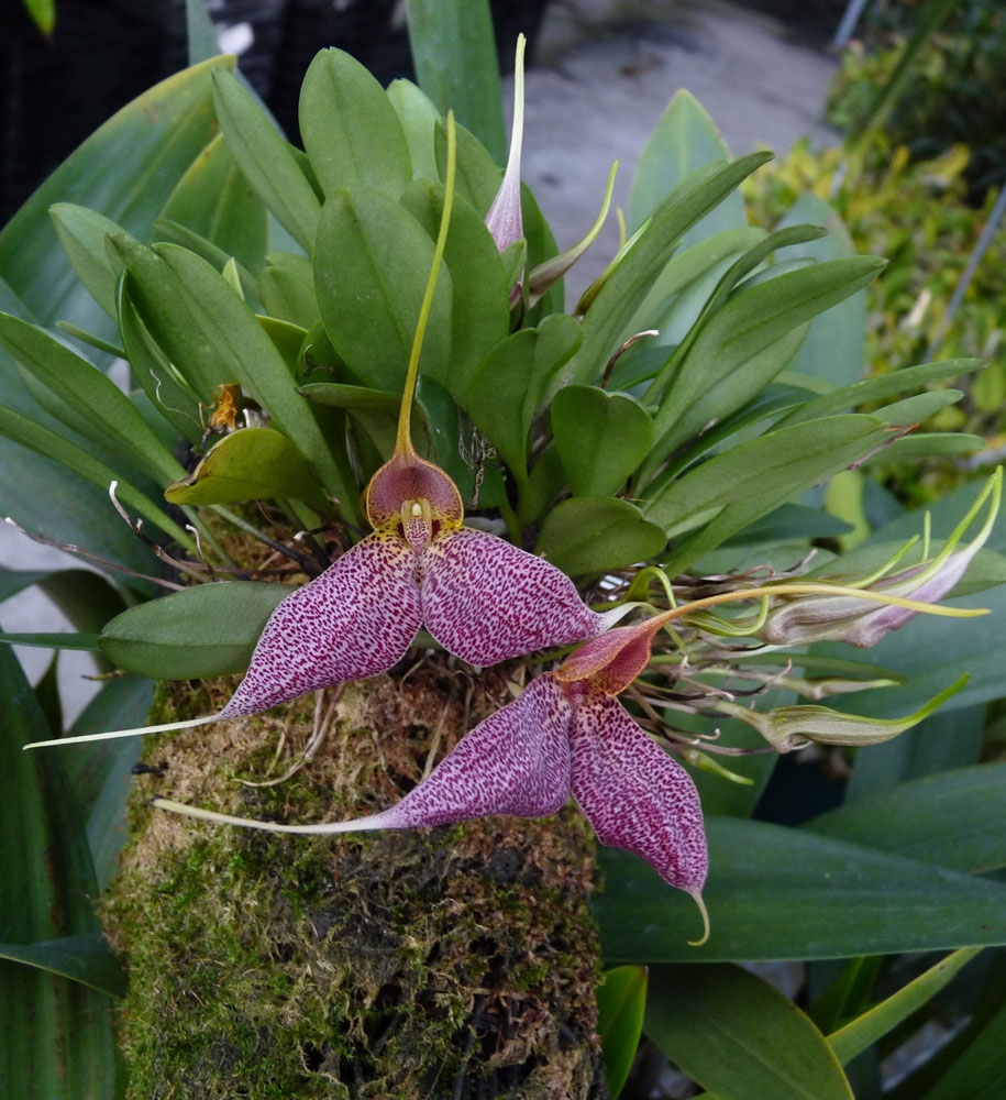 Masdevallia Orchids in the Greenhouse | Denver Botanic Gardens