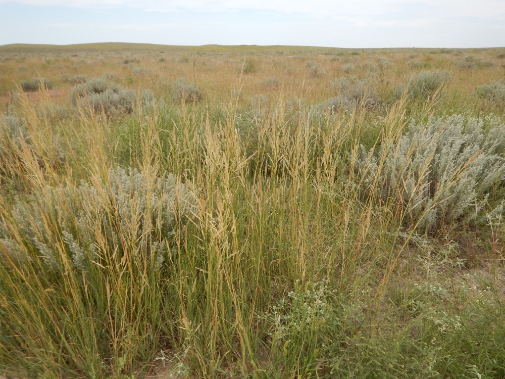 Discovering the Plants & People of the Eastern Plains | Denver Botanic ...