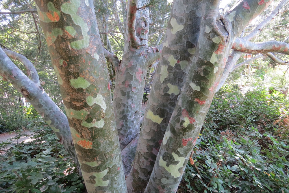 November Walking Tour – Interesting Bark