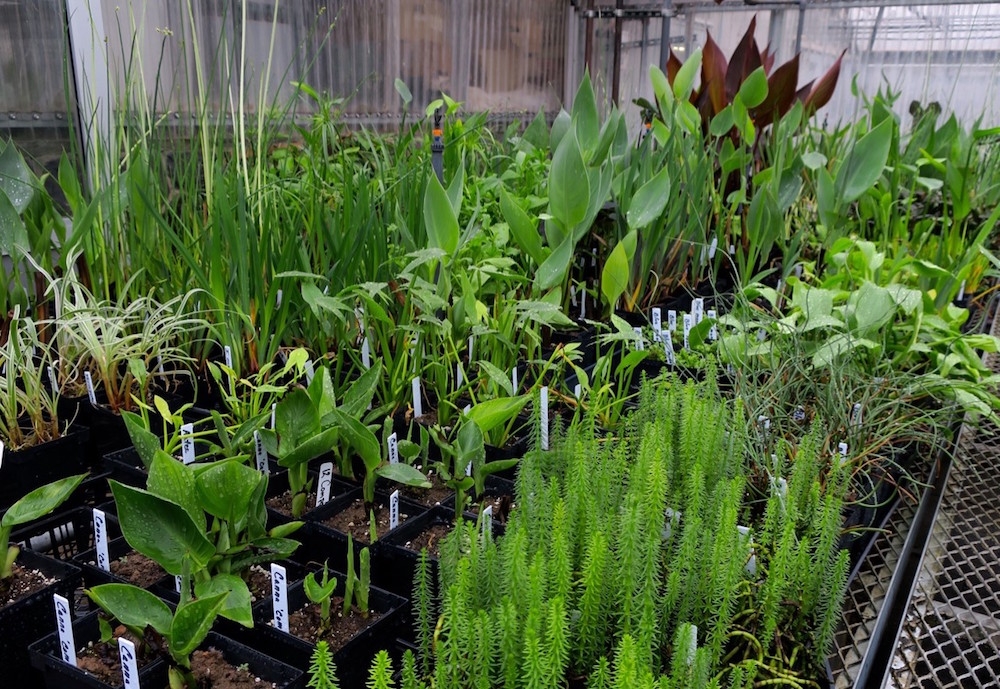 plants ordered from wholesale nurseries