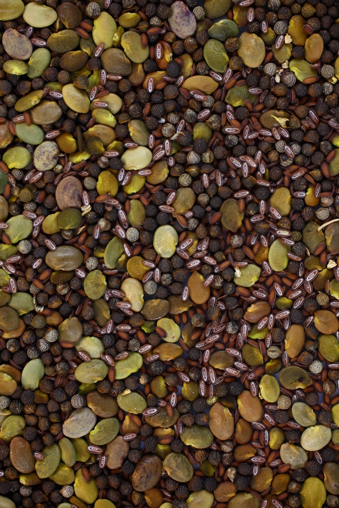 restoration seed mix