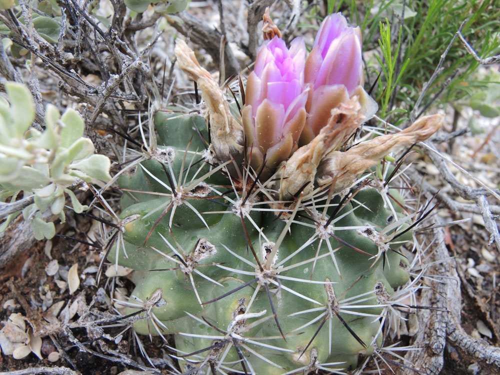 Endangered Plant Species Colorado