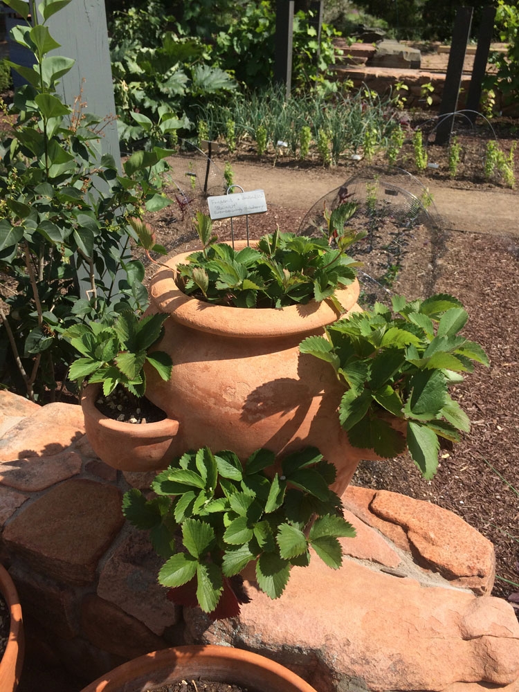 strawberry pot in le portager garden